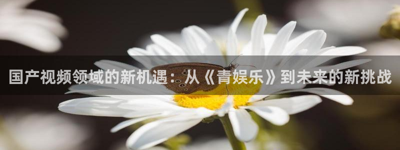 壹号电子娱乐app：国产视频领域的新机遇：从《青娱乐》到未来的新挑战